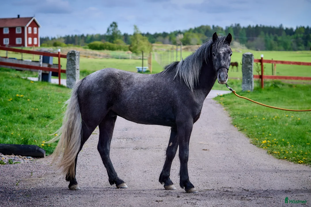 Allround hästar till salu: Snygg connemara valack 3 år - Annons 1