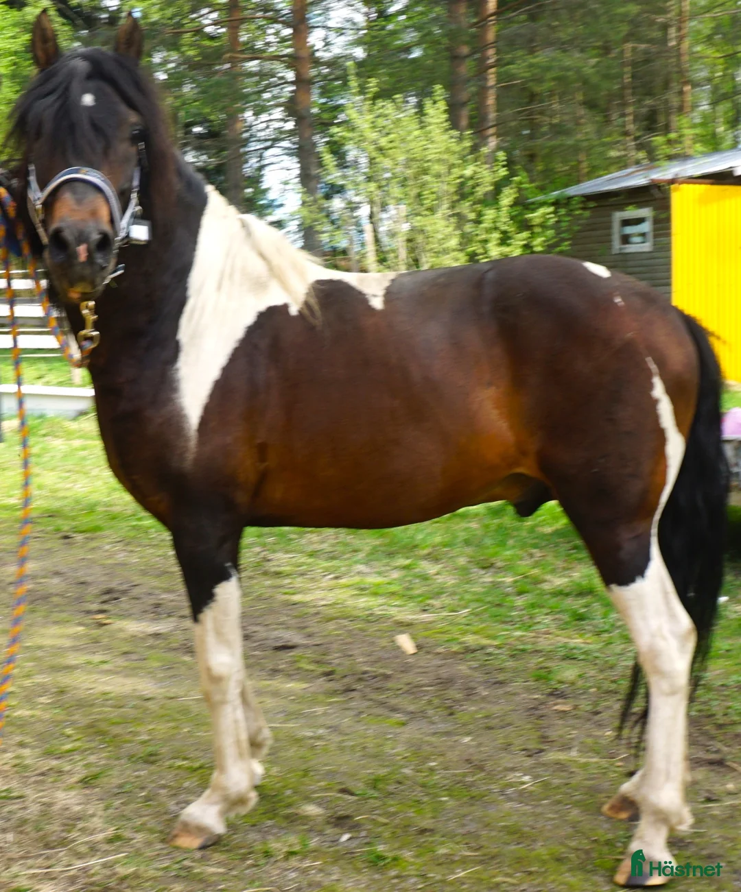Allround hästar till salu: 5 Paso Fino hingstar/ston en, fler el. foder - Annons 2
