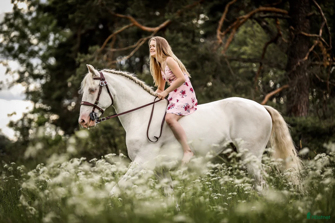 Galleribild {{count}}