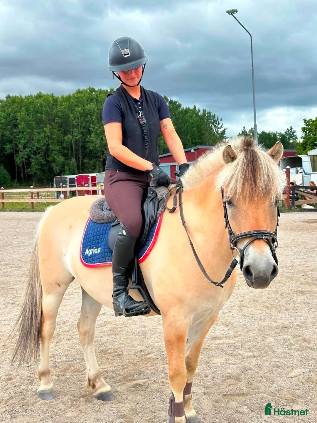 Allround hästar till salu: 🩵Milo söker sin bästa vän🩵 - Annons 1