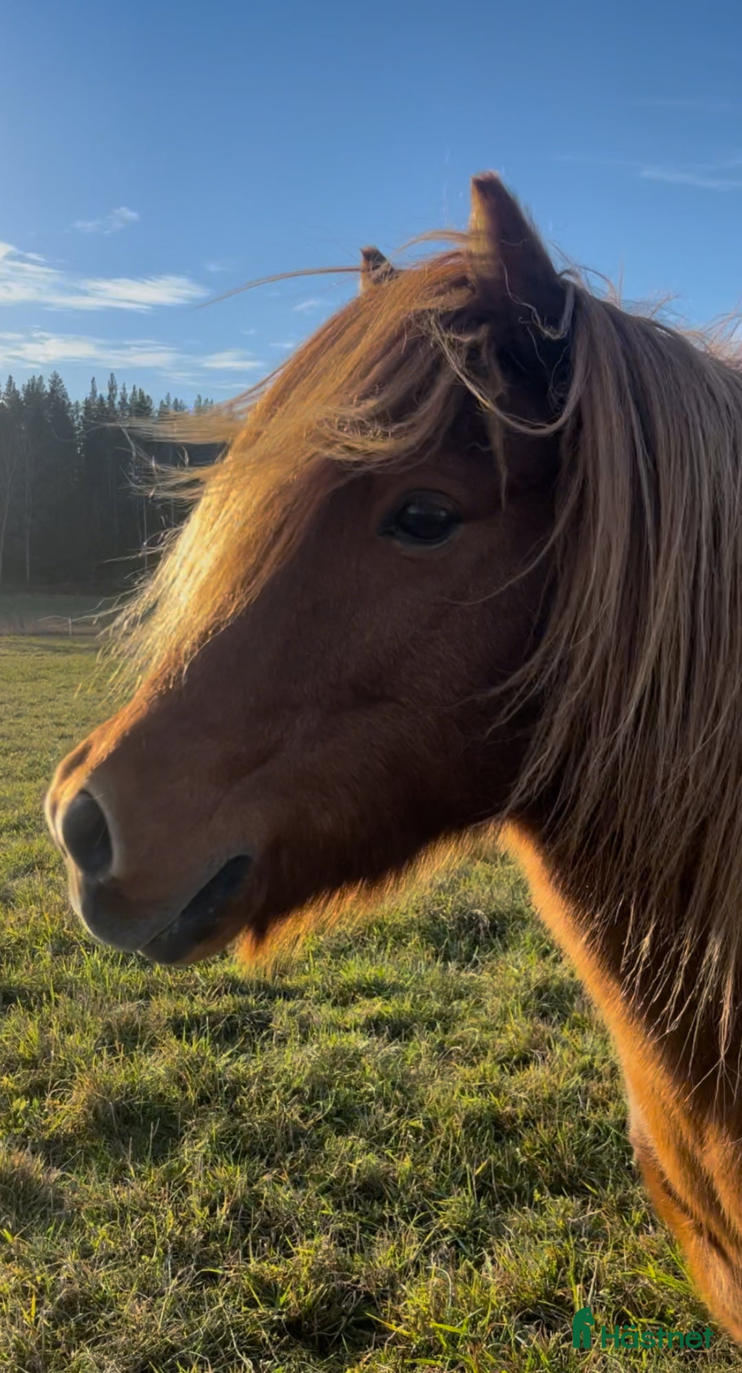 Allround hästar till salu: Världens snällaste islänning 12 år i Söderköping - Annons 11