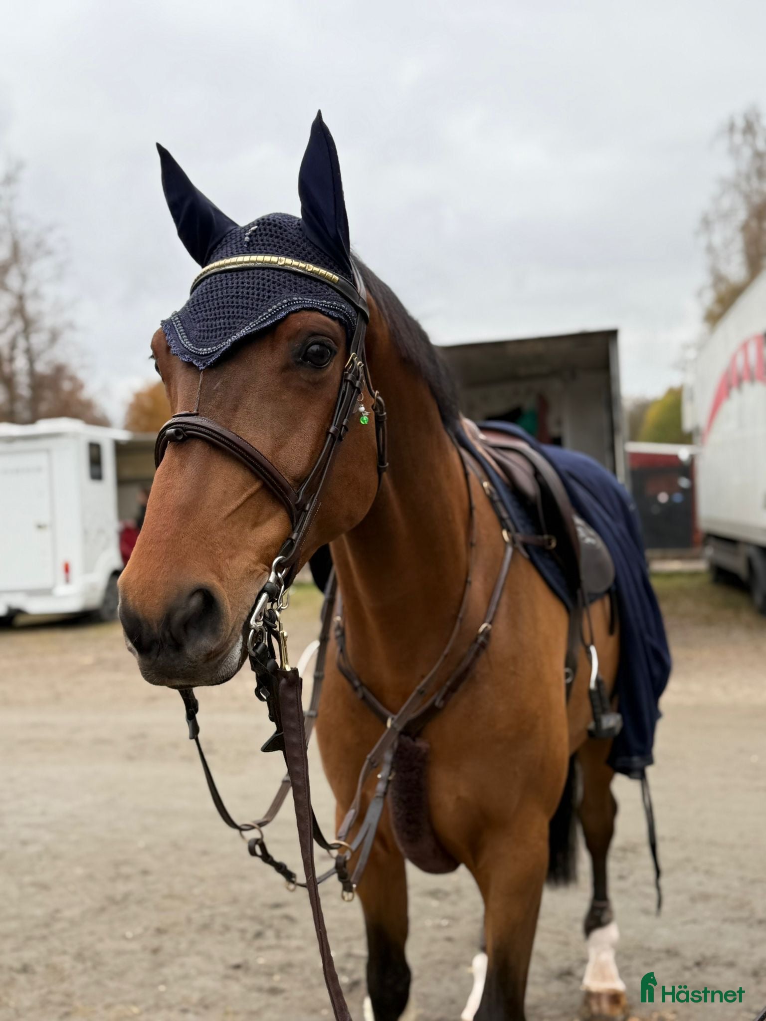  hästar Hopphäst  i Falköping - Annons 12