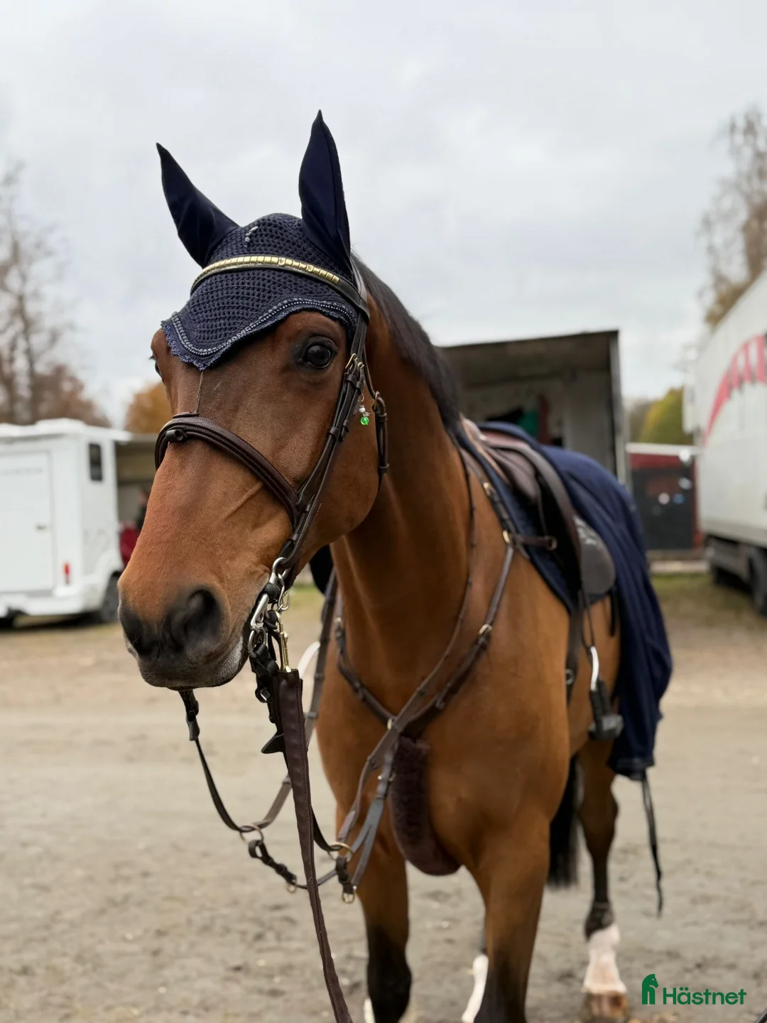 Hoppning hästar till salu: Hopphäst  i Falköping - Annons 1