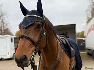 hästar Hopphäst i Falköping - Annons 12