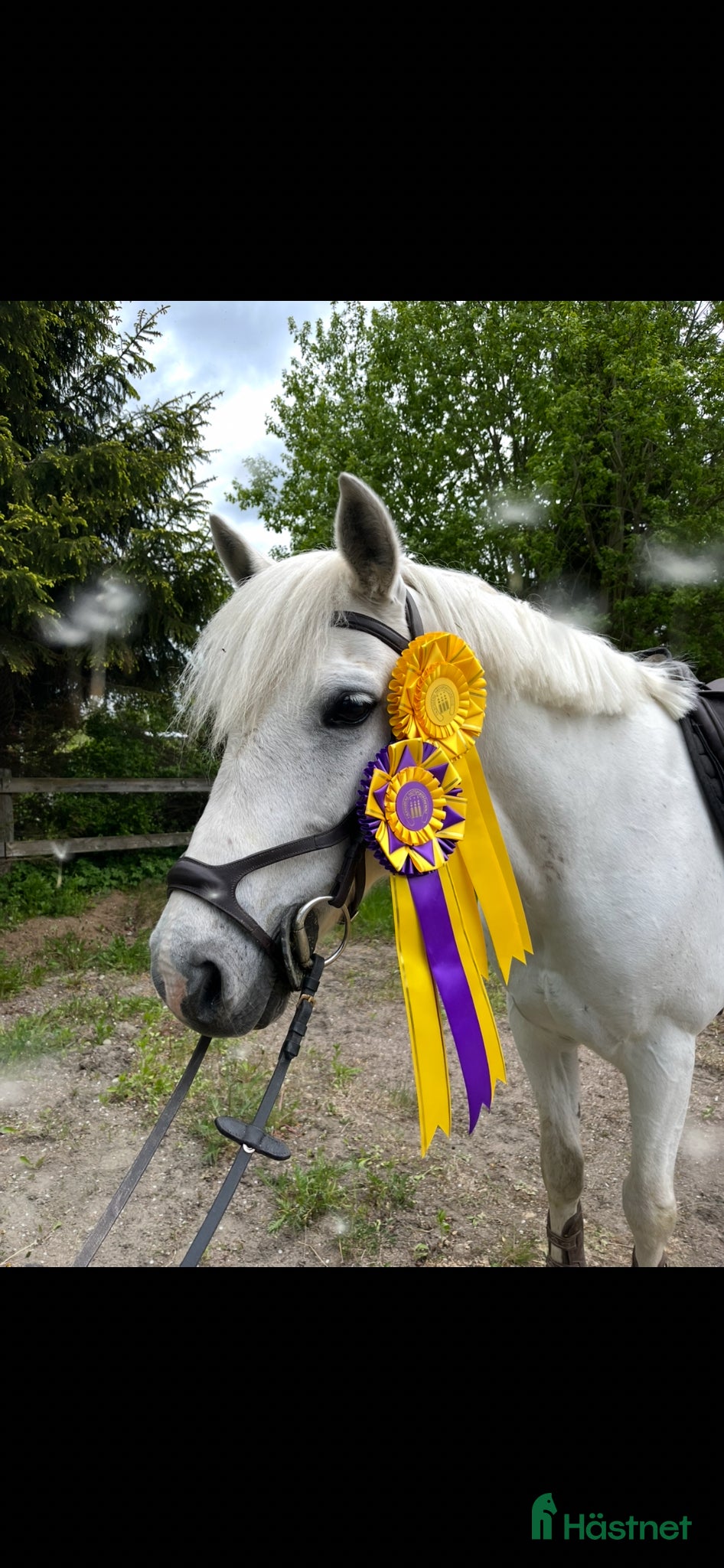  hästar Supersöt D-ponny!❤️ - Annons 15