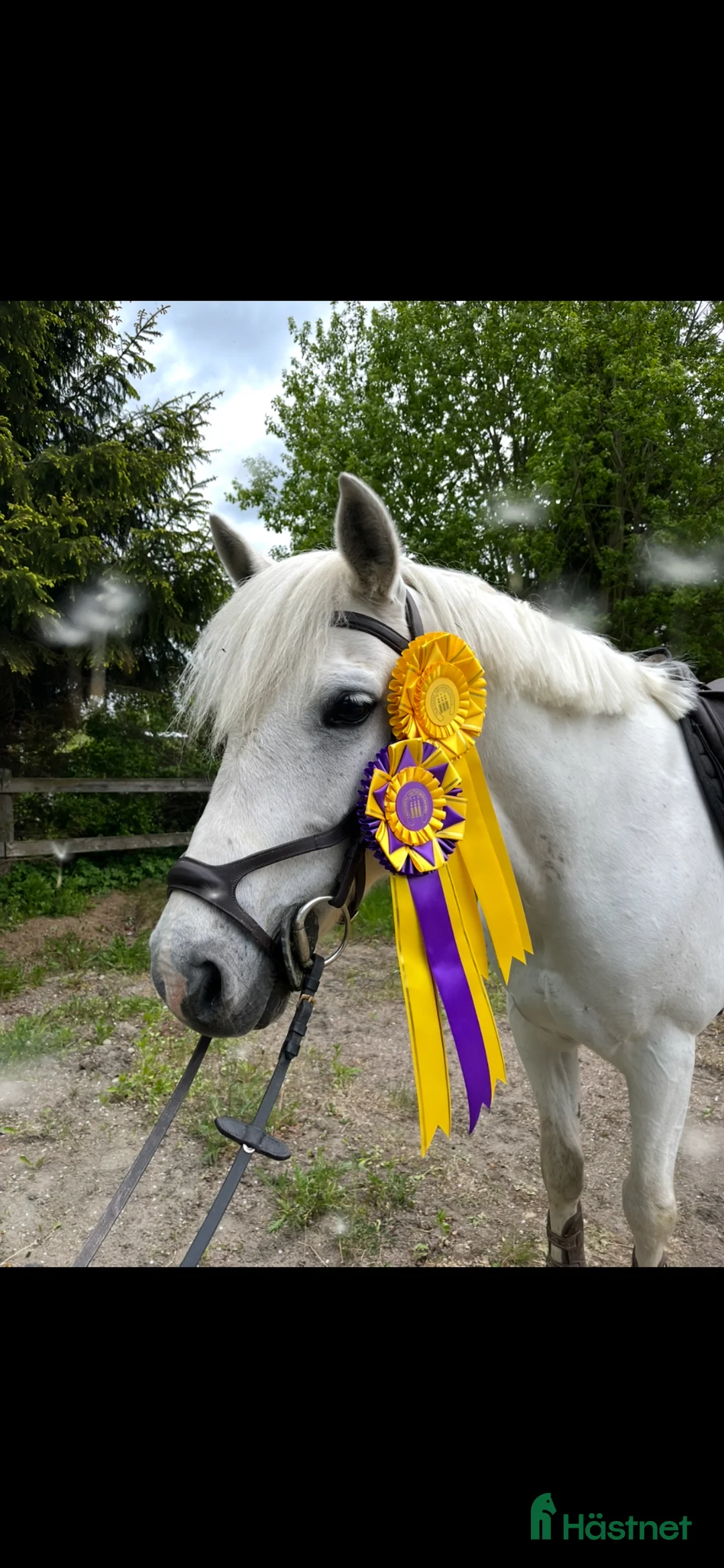 Hoppning hästar till salu: Supersöt D-ponny!❤️ - Annons 1