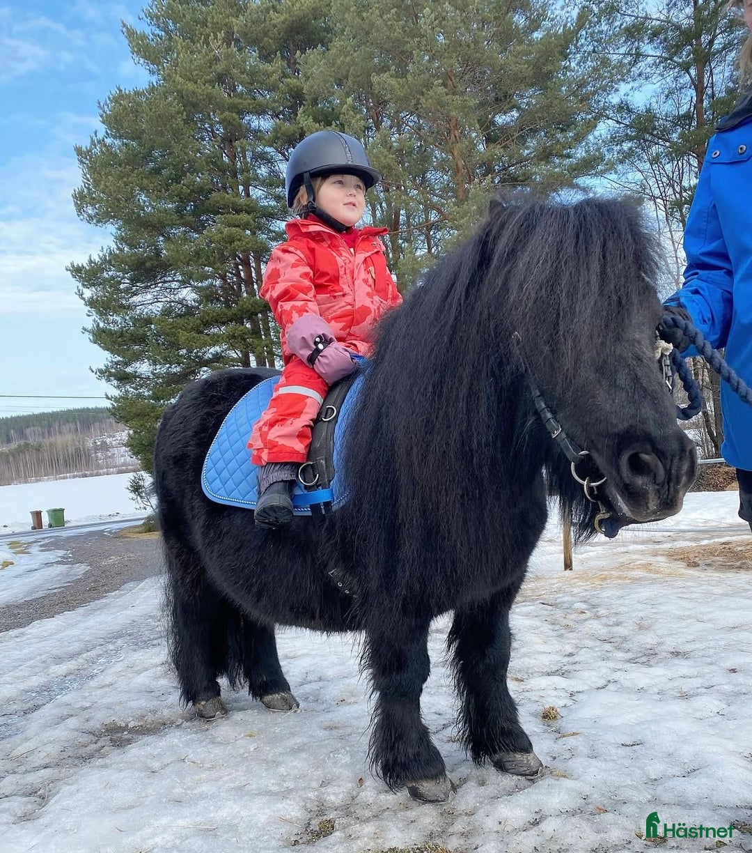 Allround hästar till salu: Trevlig shetlandsponny  i Kilafors - Annons 6