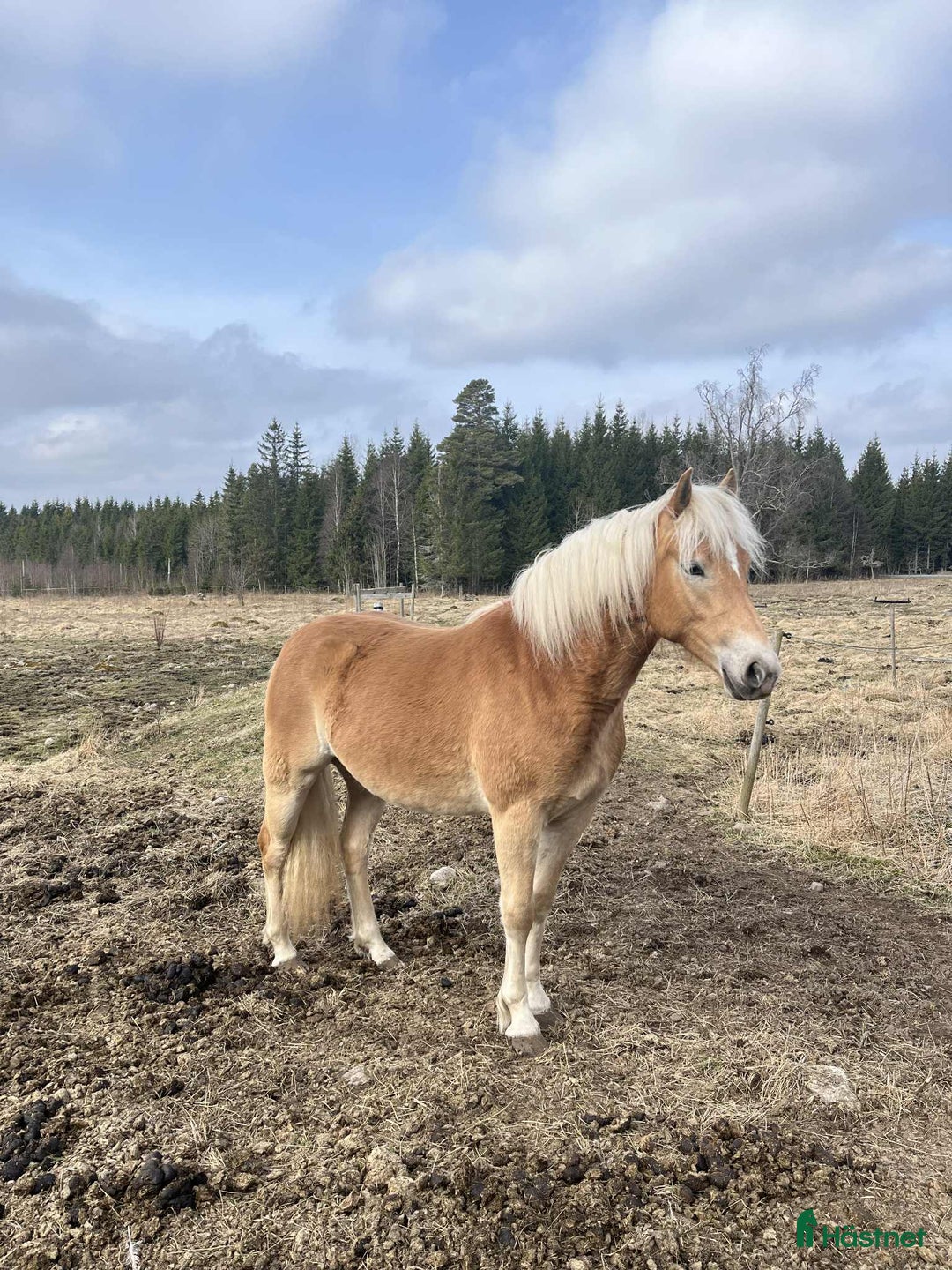 Allround hästar till salu: Haflingersto  i Sandsjöfors - Annons 6