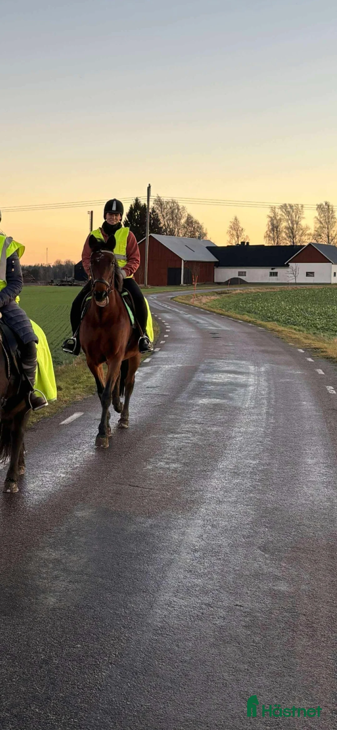 Allround hästar till salu: Ridtravare  i Motala - Annons 1