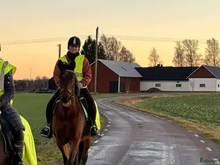 hästar Ridtravare i Motala - Annons 12