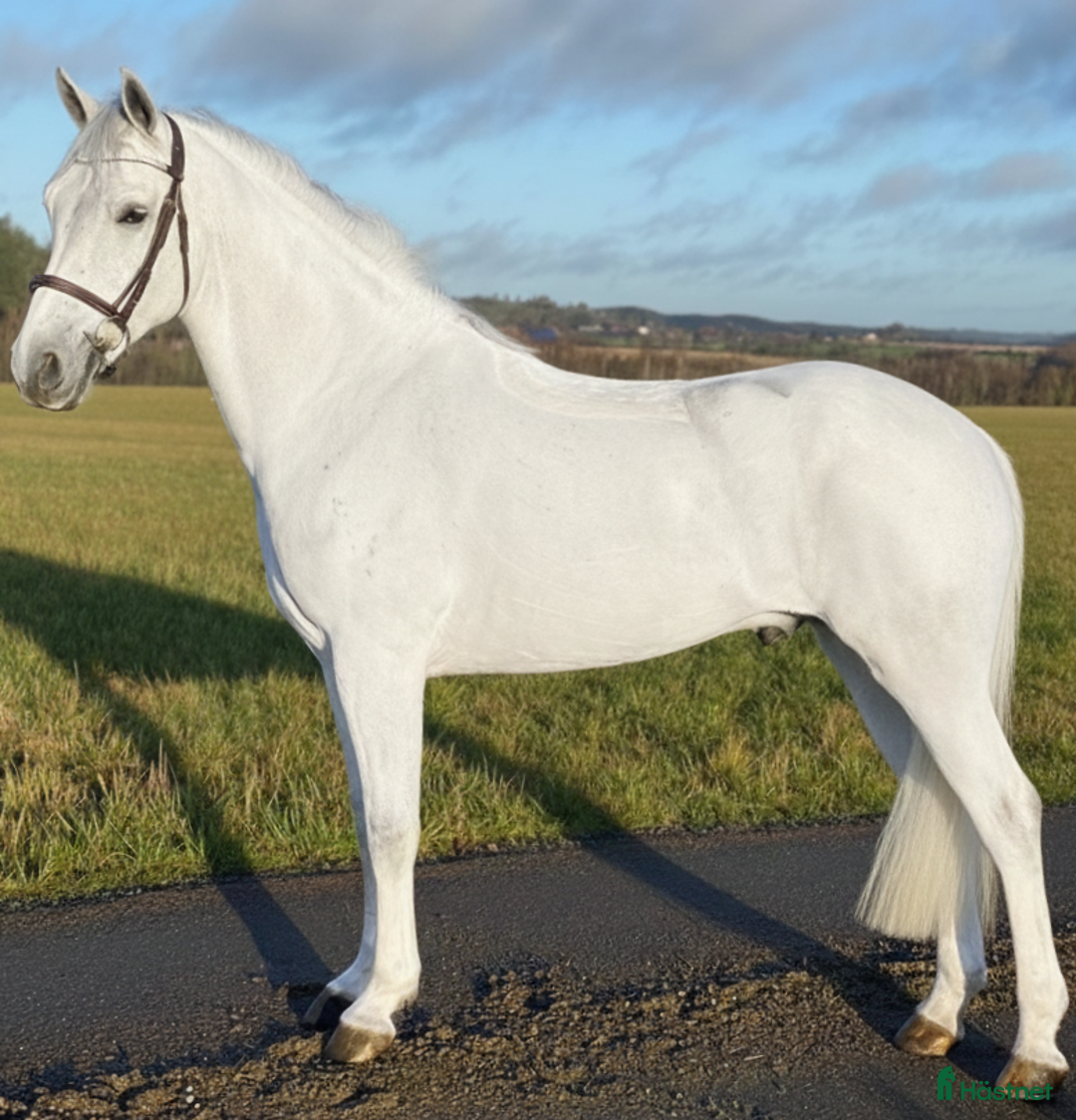 Allround hästar till salu: Trevlig allroundponny i Hjärtum - Annons 2