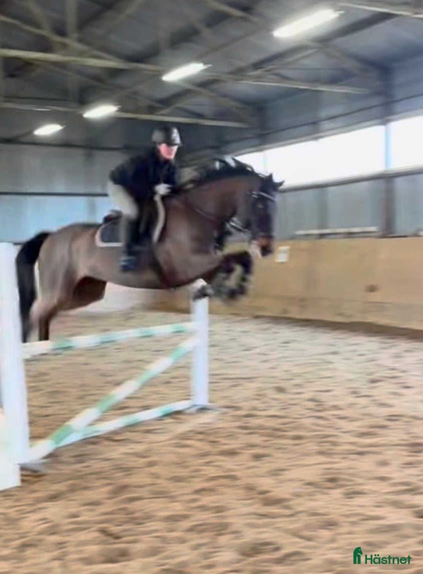  hästar Väldigt trevlig valack 10 år!  - Annons 6