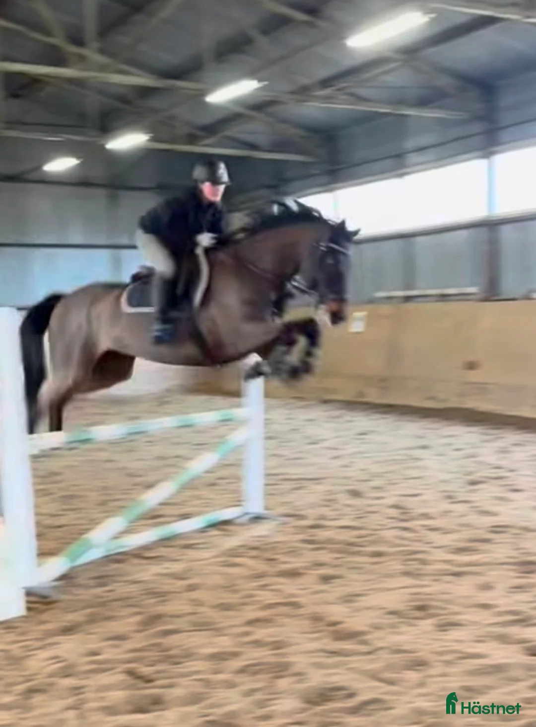 Allround hästar till salu: Väldigt trevlig valack 10 år!  - Annons 1