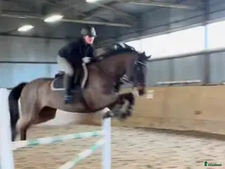 hästar Väldigt trevlig valack 10 år! - Annons 6