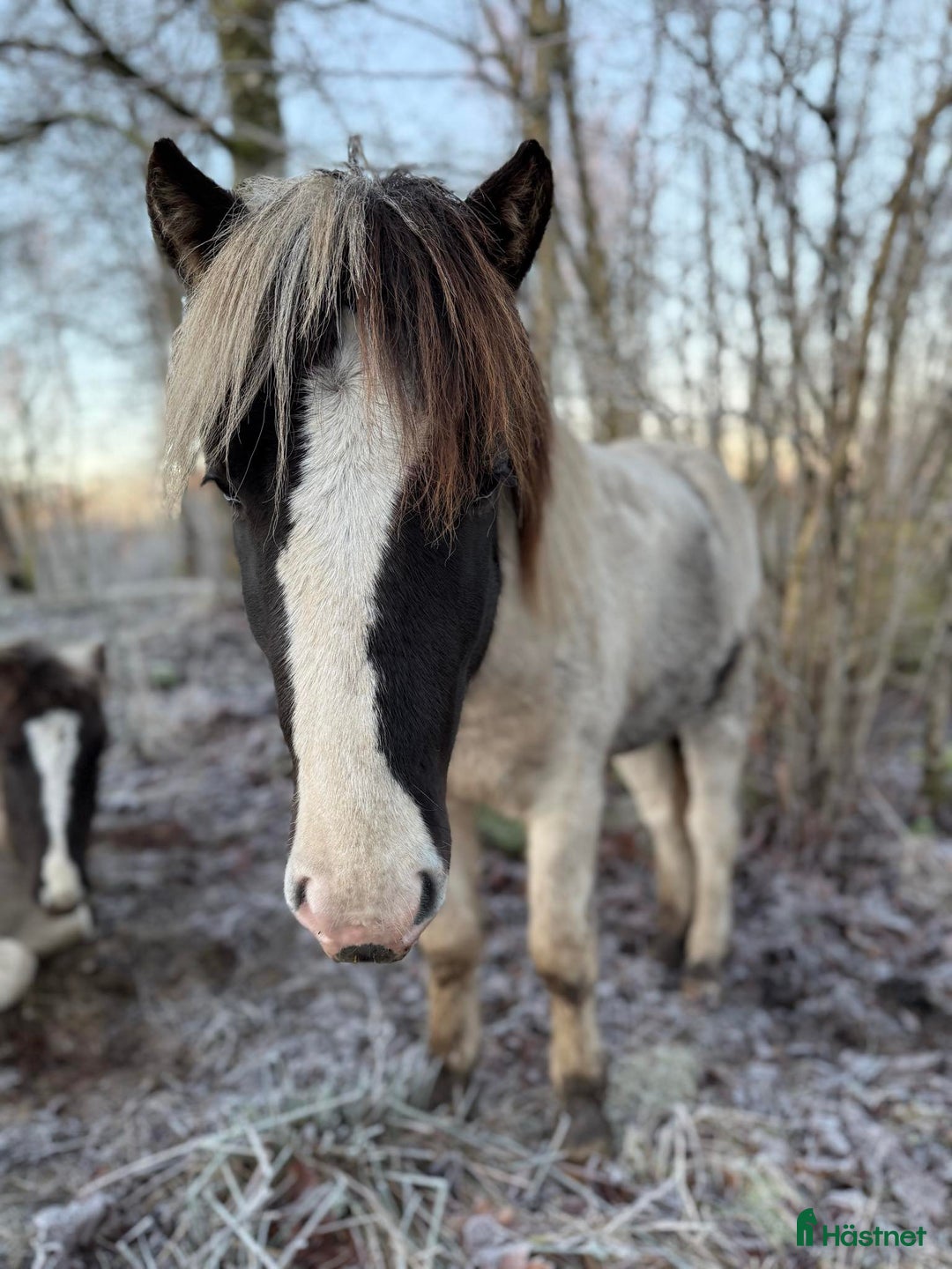 Island hästar till salu: Unghingst söker sin egna människa!  - Annons 4