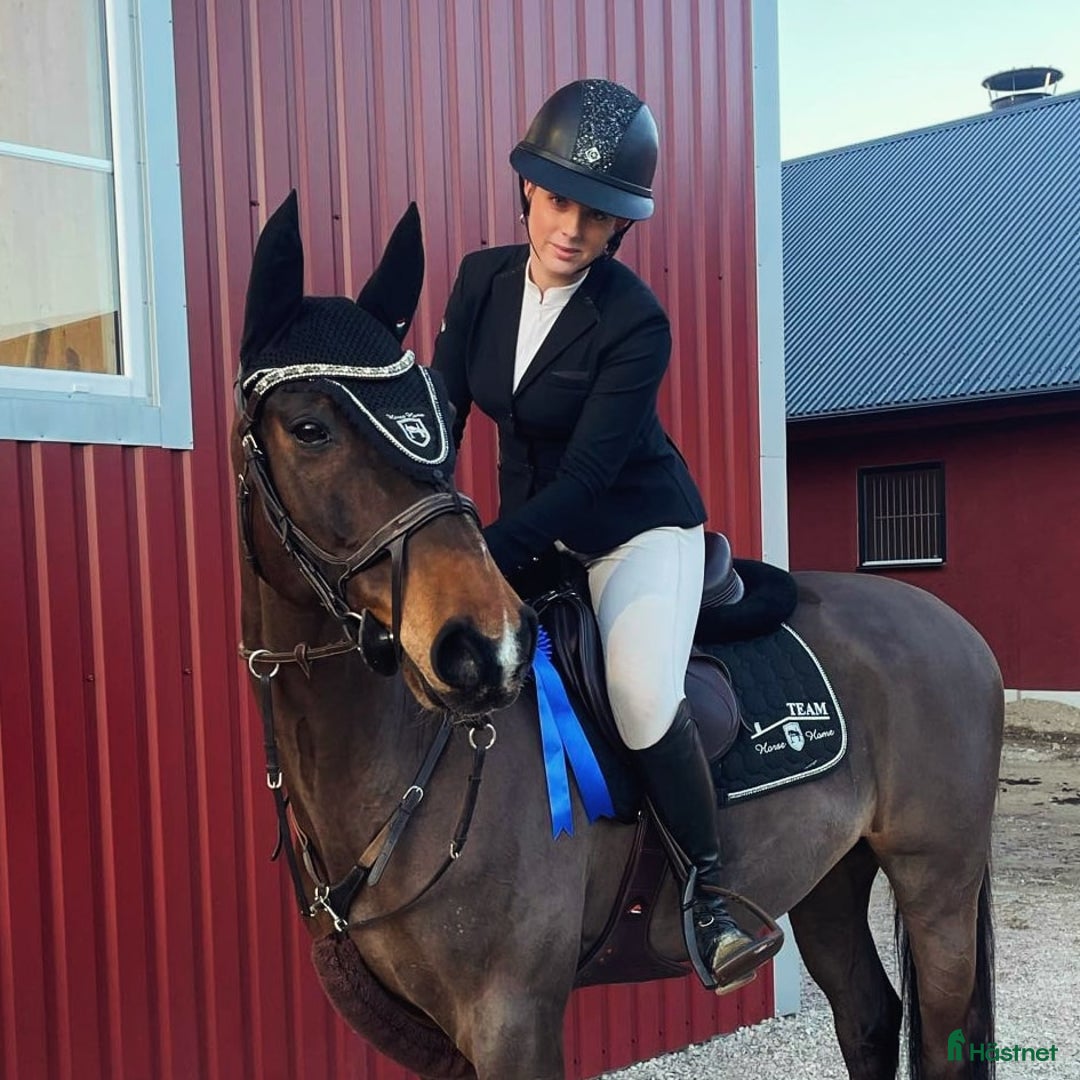 Hoppning hästar till salu: Children/Läromästare i Lammhult - Bild 4