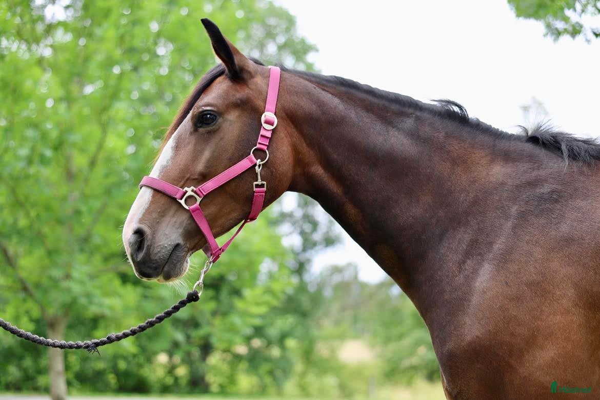  foderhäst Fint hoppsto utlånas för avel  - Annons 10