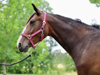 foderhäst Fint hoppsto utlånas för avel - Annons 10