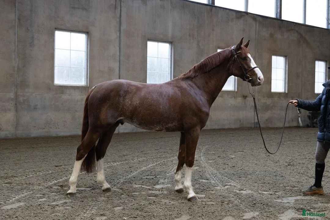 Avelshästar hästar till salu: Unghest klar for 5 års klassene - Annons 4