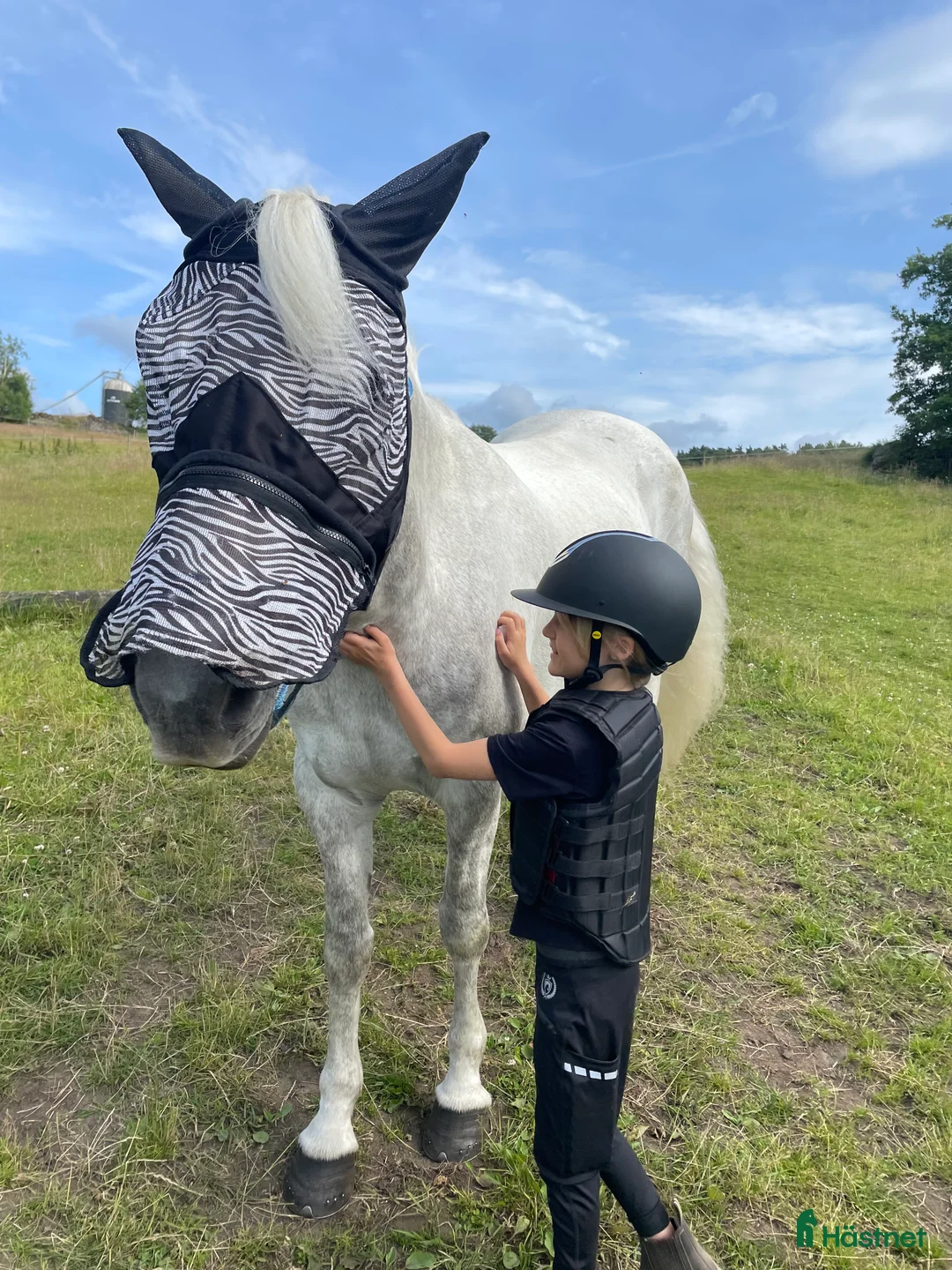 Hoppning hästar till salu: Snäll maxad D-ponny med kapacitet 🦄 - Annons 14