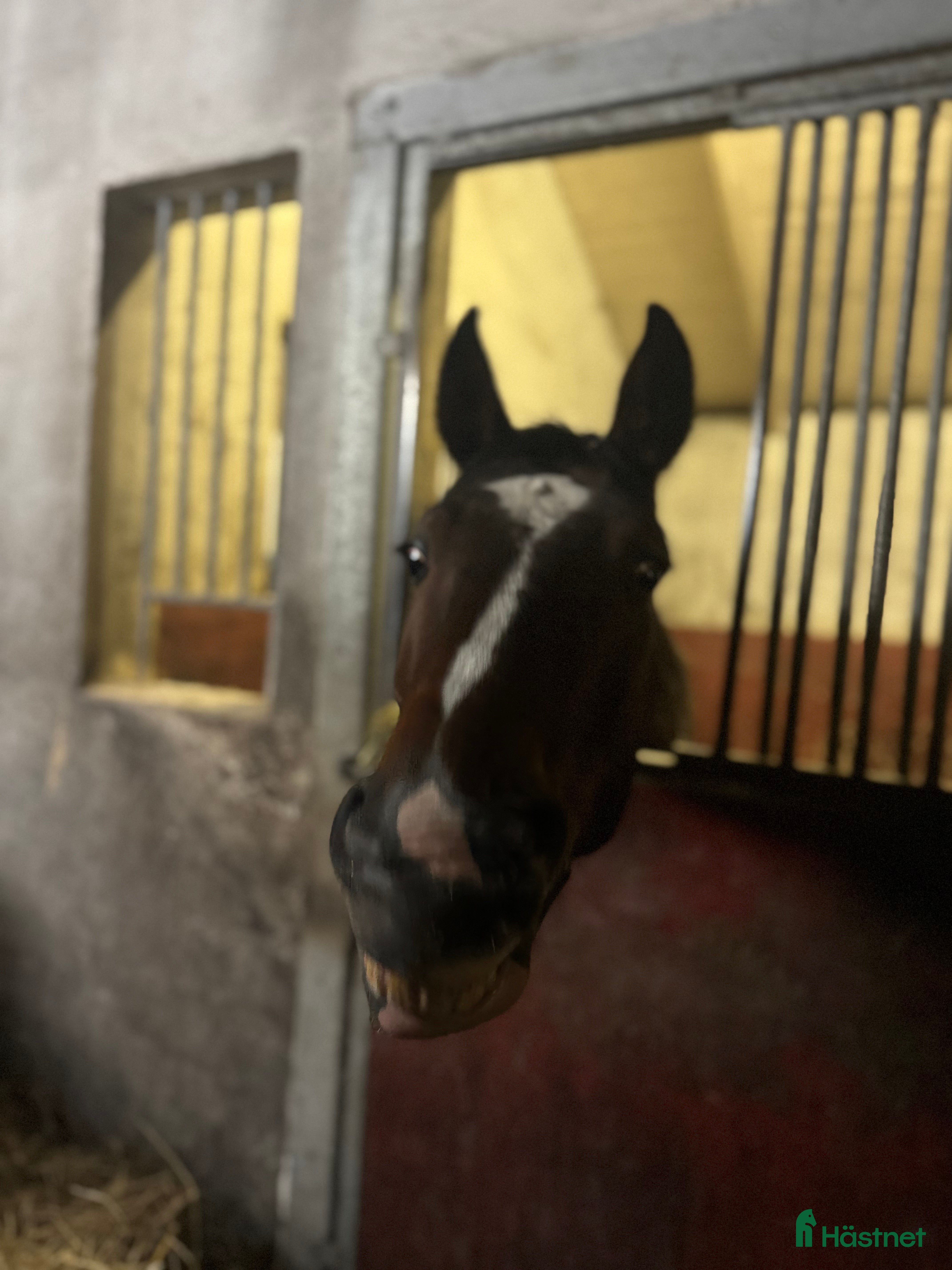  hästar Trevlig valack  i Nybro - Annons 6