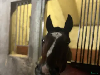 hästar Trevlig valack i Nybro - Annons 6