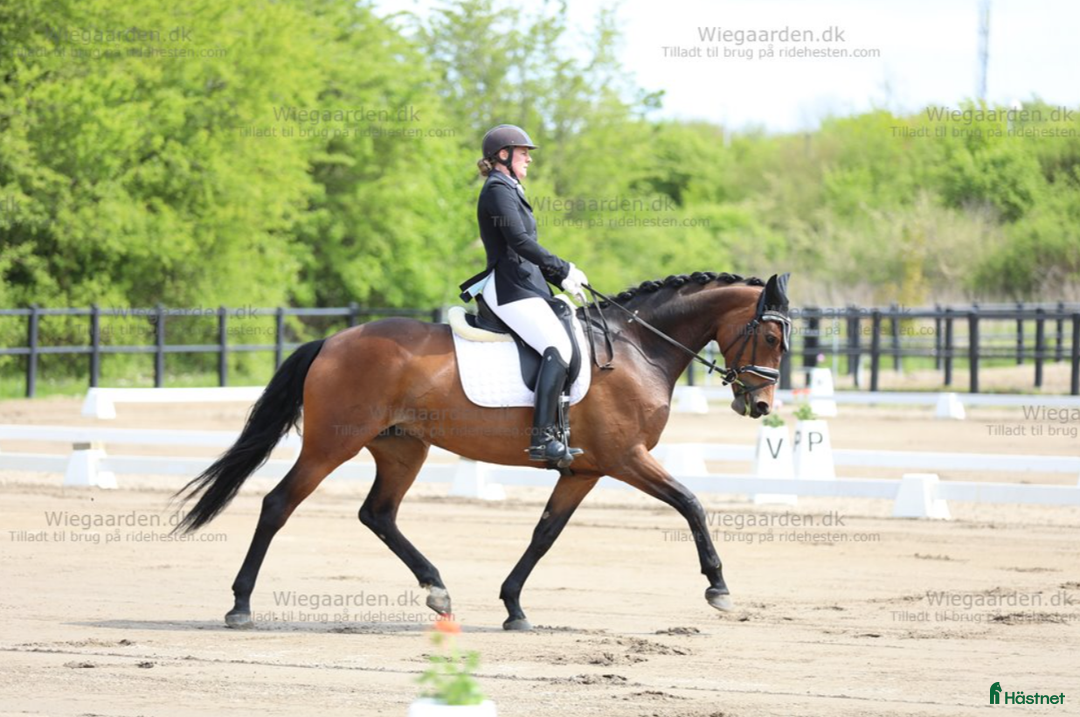 Dressyr hästar till salu: Charmig och arbetsvillig dressyrhäst i Kokkedal - Annons 3