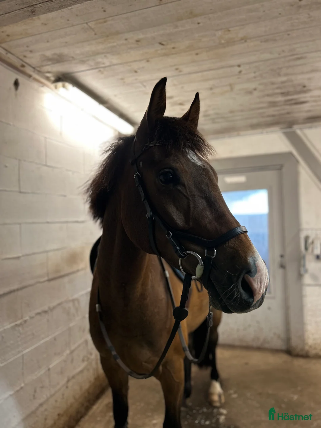 Allround hästar till salu: Din nya bästavän? i Tidaholm - Annons 2