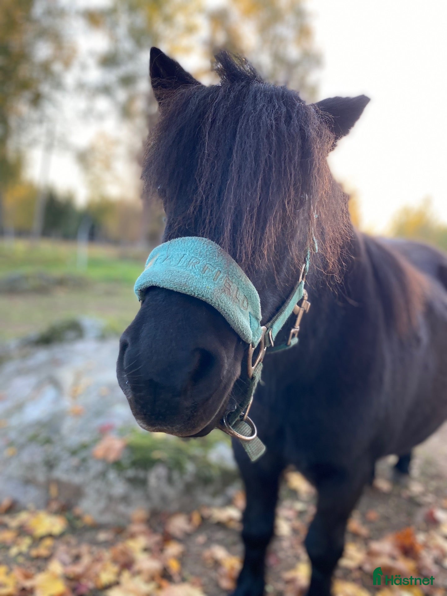  hästar Snäll barnponny - Annons 9