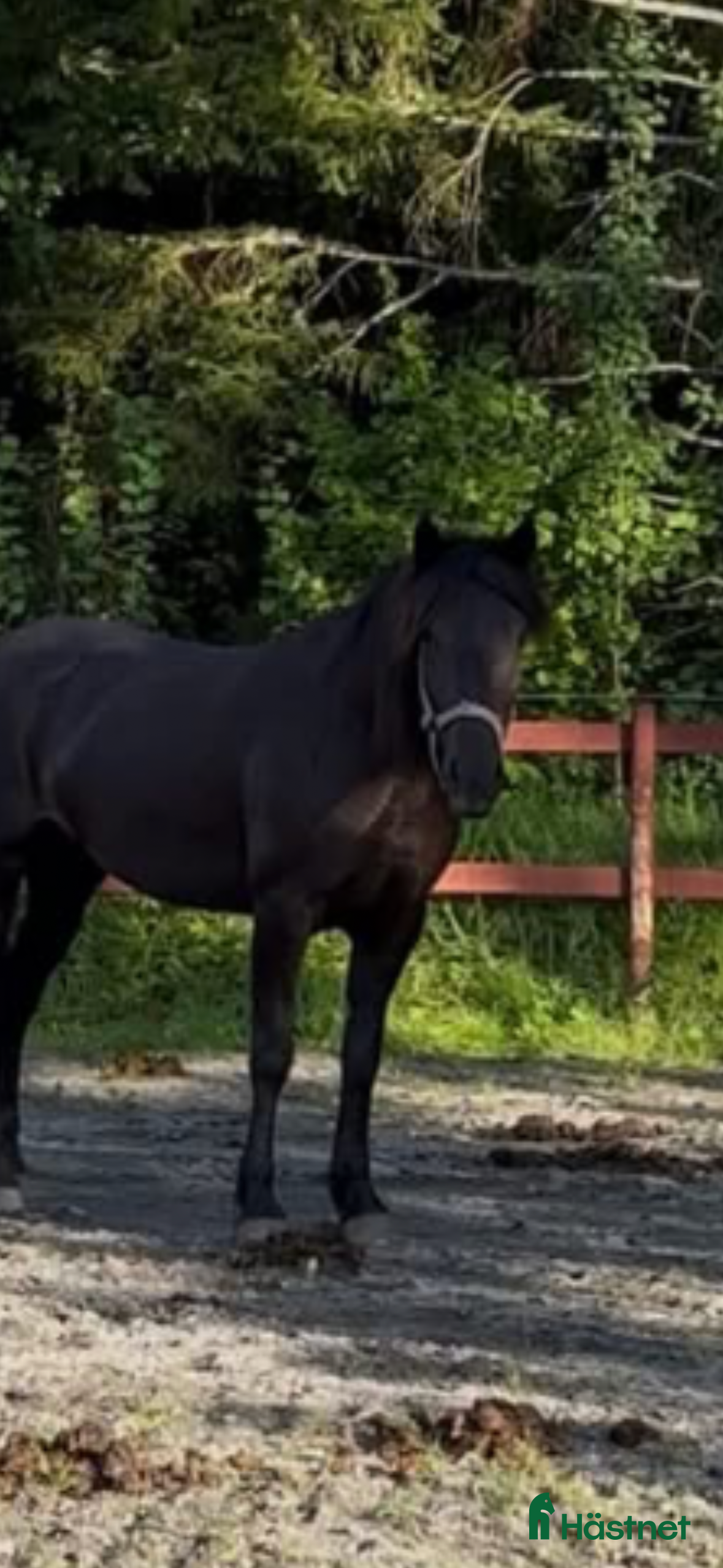  hästar Kallblodsto - Annons 20