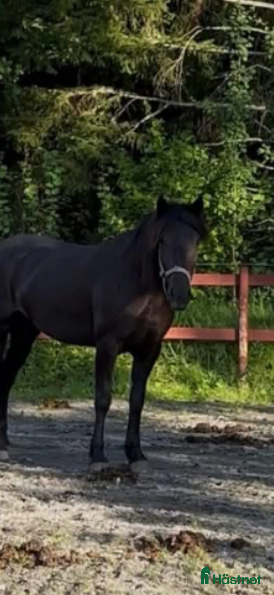 Allround hästar till salu: Kallblodsto - Annons 1