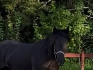 hästar Kallblodsto - Annons 20