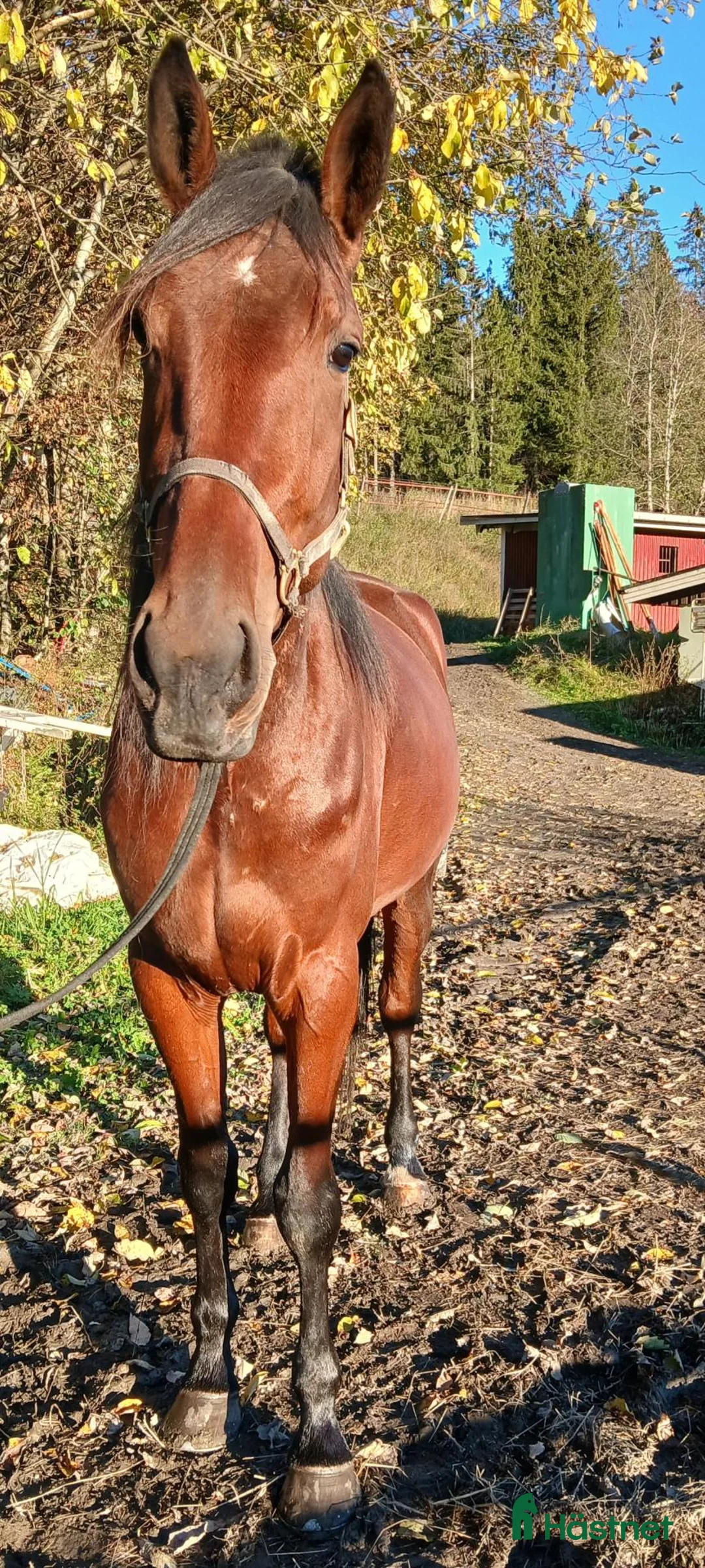 Allround hästar till salu: 3årigt Varmblodssto  - Annons 4