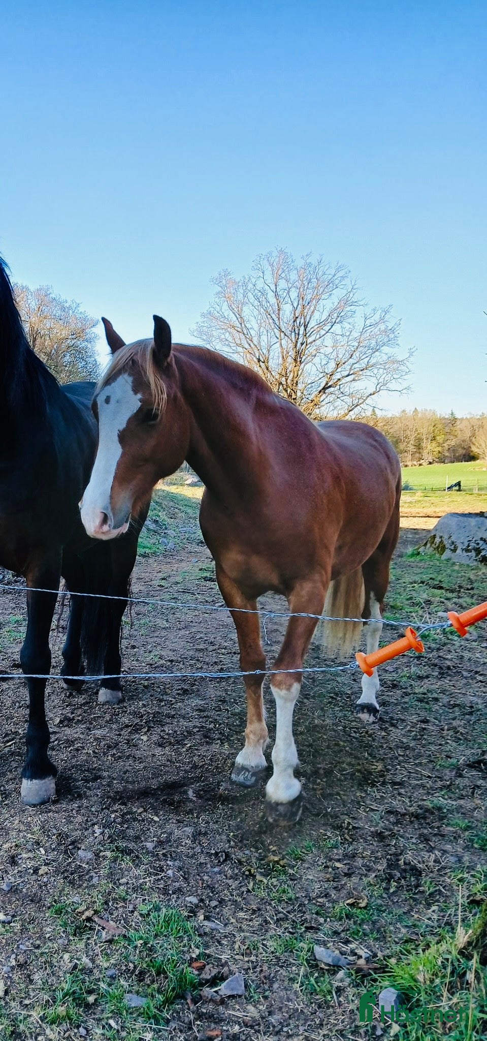  hästar Lovande d-ponny - Annons 1