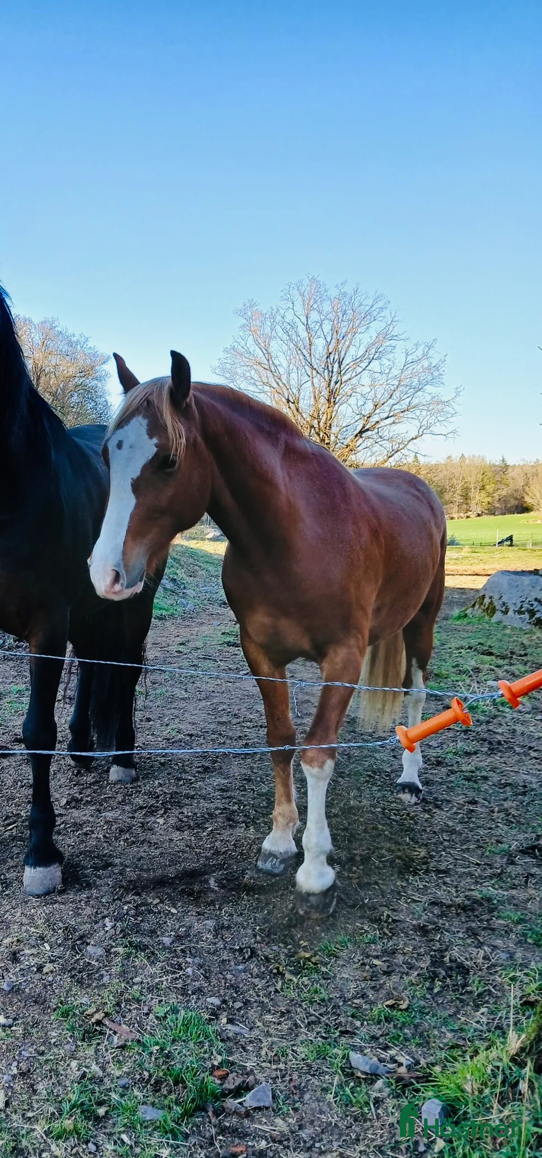 Allround hästar till salu: Lovande d-ponny - Annons 1