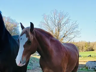 Allround hästar till salu: Lovande d-ponny - Annons 1