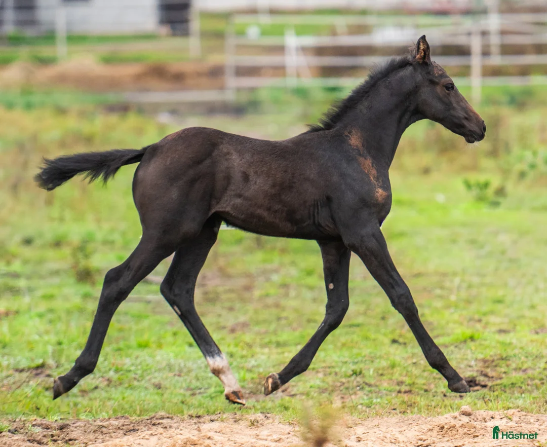 Hoppning hästar till salu: Perspektivföl!!! Qerly Chin-moderlinjen i Sjöbo - Annons 3