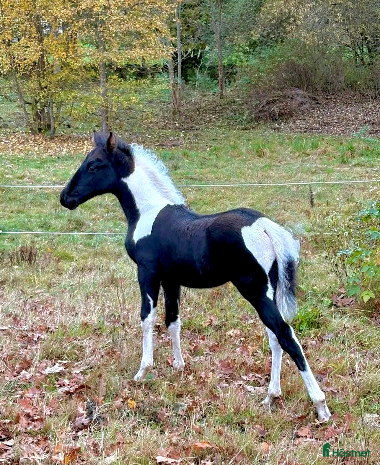  hästar Trygg och vänlig skäck med många möjligheter!  i Älmhult - Annons 5