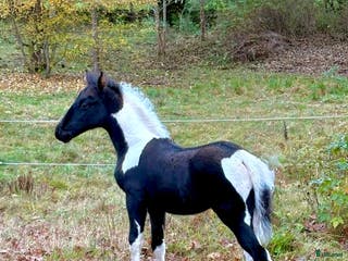hästar Trygg och vänlig skäck med många möjligheter! i Älmhult - Annons 6