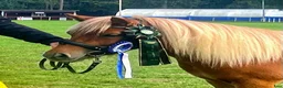 Trav hästar till salu: Fantastiskt Shetlandssto - Annons 9
