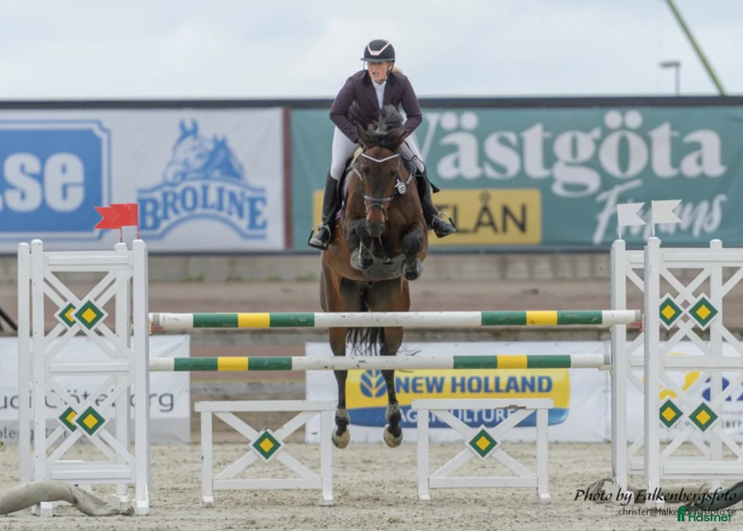  hästservice finnes: Hästutbildning i Säve - Annons 2