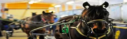  hästservice finnes: Bli hästskötare och få jobb i travstall - Annons 4