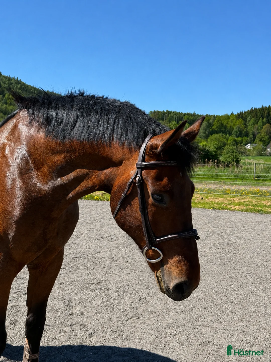Allround hästar till salu: Trevlig valack för allround/verksamhet  - Annons 1