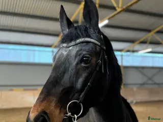 foderhäst finnes: klickerträning, uteritt, bästavän i Ödsmål - Annons 1