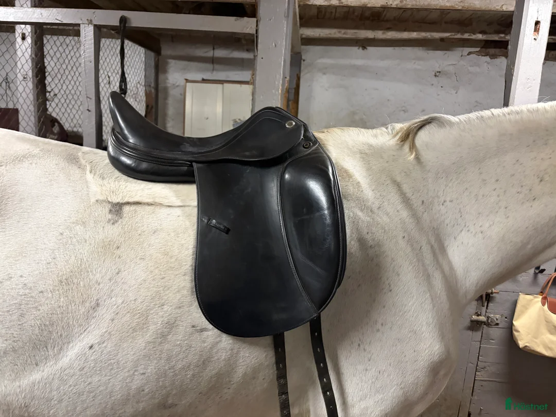 Sadlar hästutrustning till salu: Prestige D1 Dressyr - Annons 5