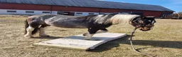 Allround hästar till salu: Quarter/Irish Cob Sagohäst! - Annons 9