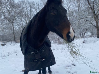 hästar ❌Varmblodstravare i Västervik - Annons 10