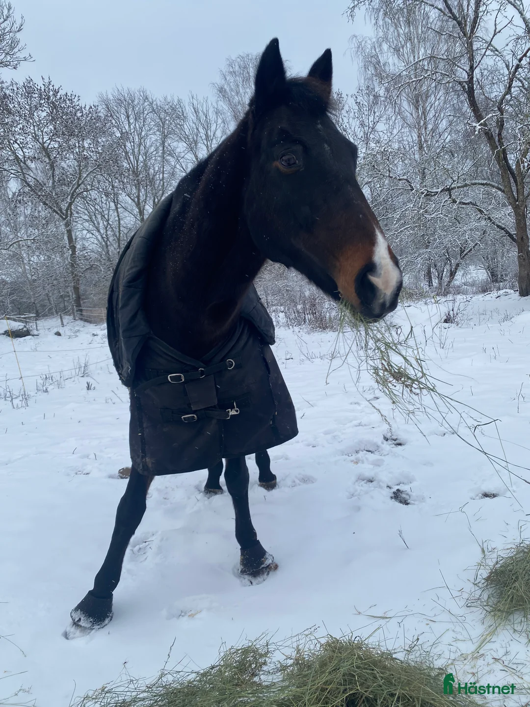 Allround hästar till salu: ❌Varmblodstravare  - Annons 1