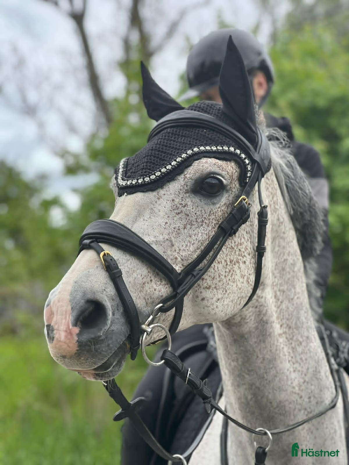  hästar Charmig och positiv D-ponny - Annons 1