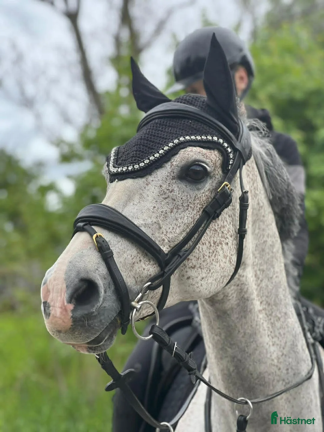 Hoppning hästar till salu: Charmig och positiv D-ponny - Annons 1